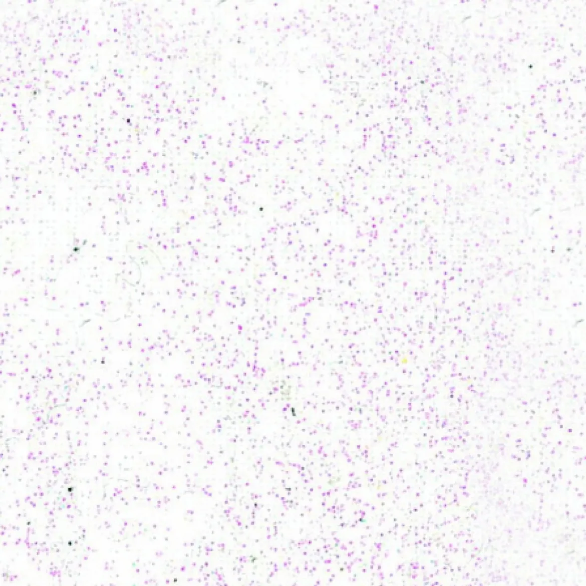 Pebeo Setacolor 45 ml textilfärg Glitter Diamond